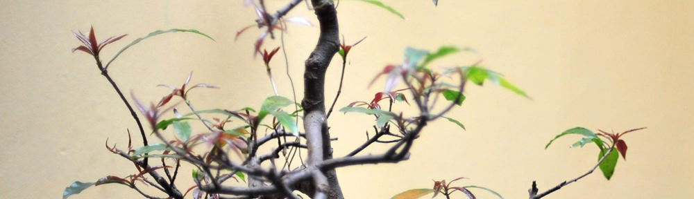 Praxis Pszolla & Brauer in Raisdorf